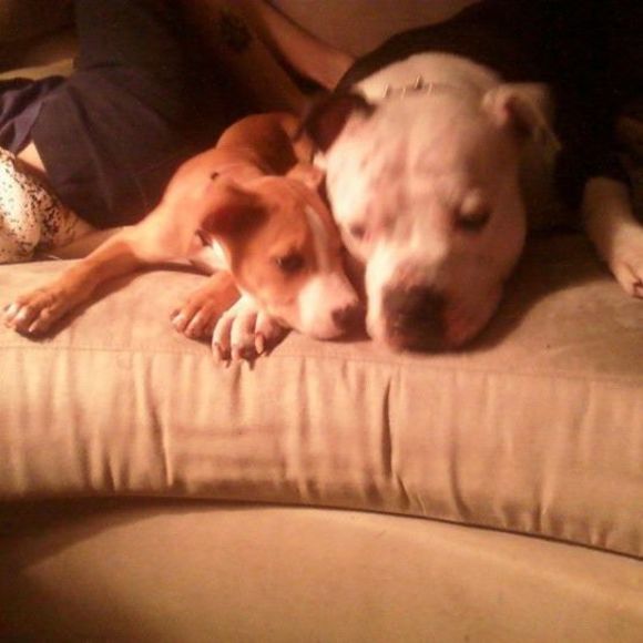 pitmom34